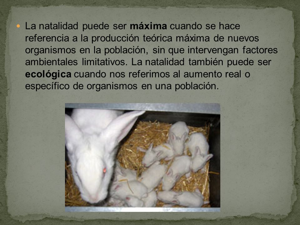 La natalidad puede ser máxima cuando se hace referencia a la producción teórica máxima de nuevos organismos en la población, sin que intervengan factores ambientales limitativos.
