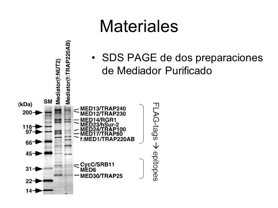 Materiales SDS PAGE de dos preparaciones de Mediador Purificado