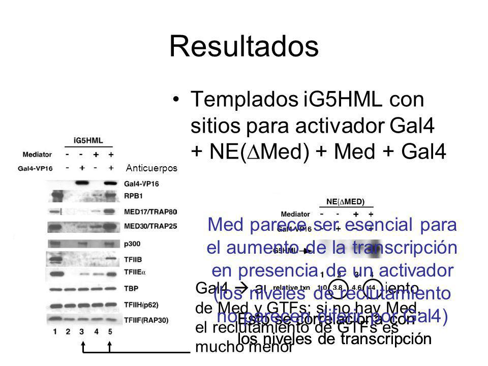 Resultados Templados iG5HML con sitios para activador Gal4 + NE(Med) + Med + Gal4. Anticuerpos.