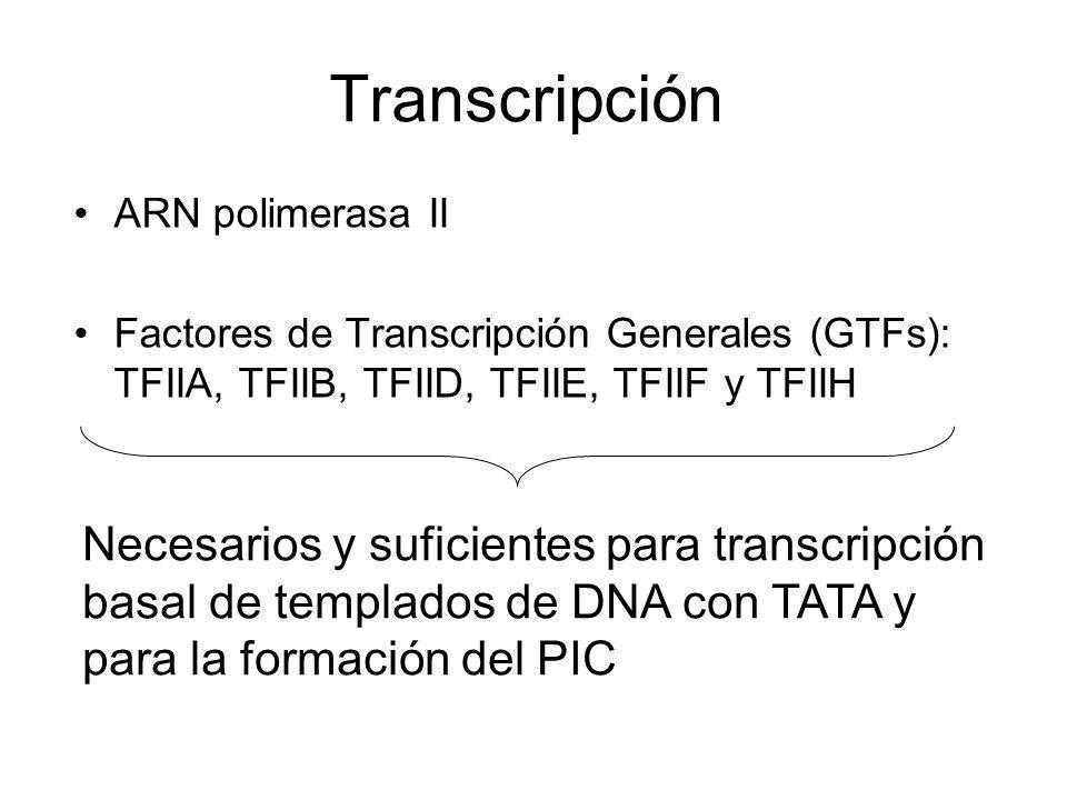 Transcripción ARN polimerasa II. Factores de Transcripción Generales (GTFs): TFIIA, TFIIB, TFIID, TFIIE, TFIIF y TFIIH.