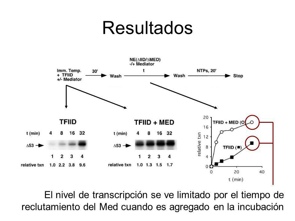 Resultados El nivel de transcripción se ve limitado por el tiempo de reclutamiento del Med cuando es agregado en la incubación.