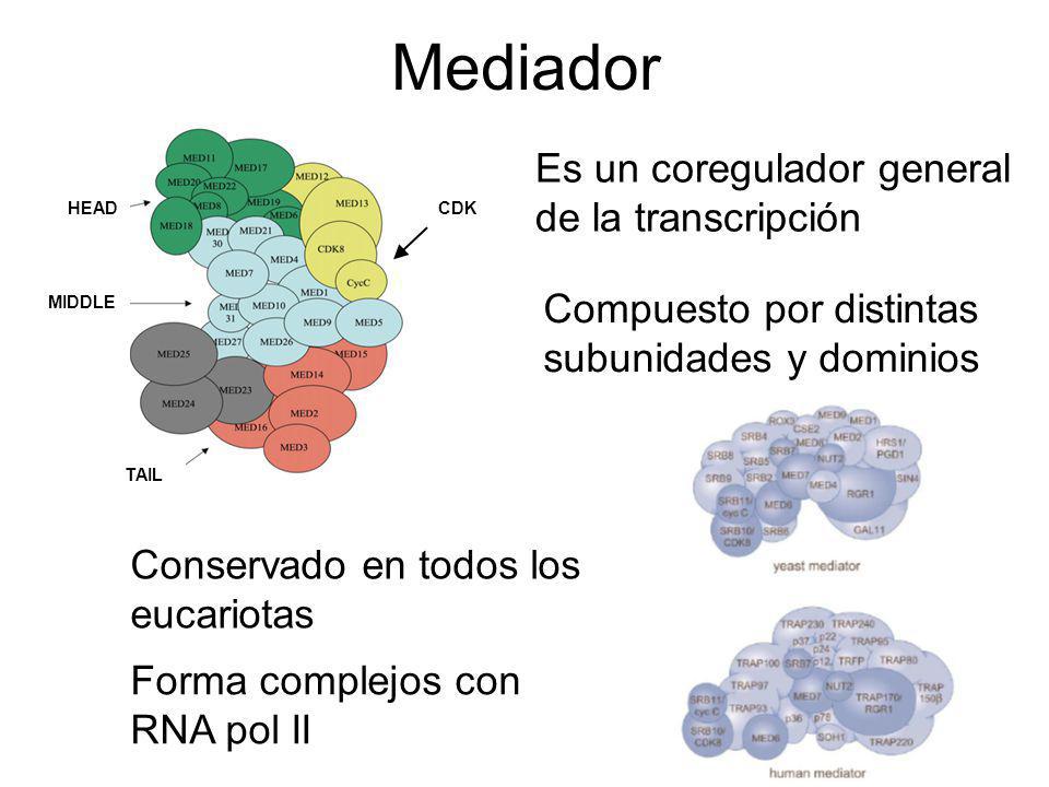 Mediador Es un coregulador general de la transcripción
