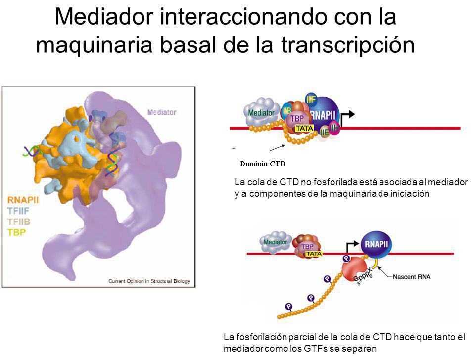 Mediador interaccionando con la maquinaria basal de la transcripción