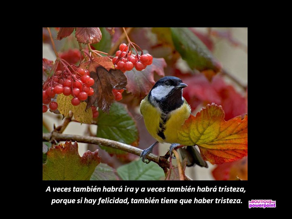 A veces también habrá ira y a veces también habrá tristeza,