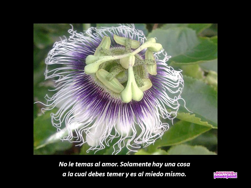 No le temas al amor. Solamente hay una cosa
