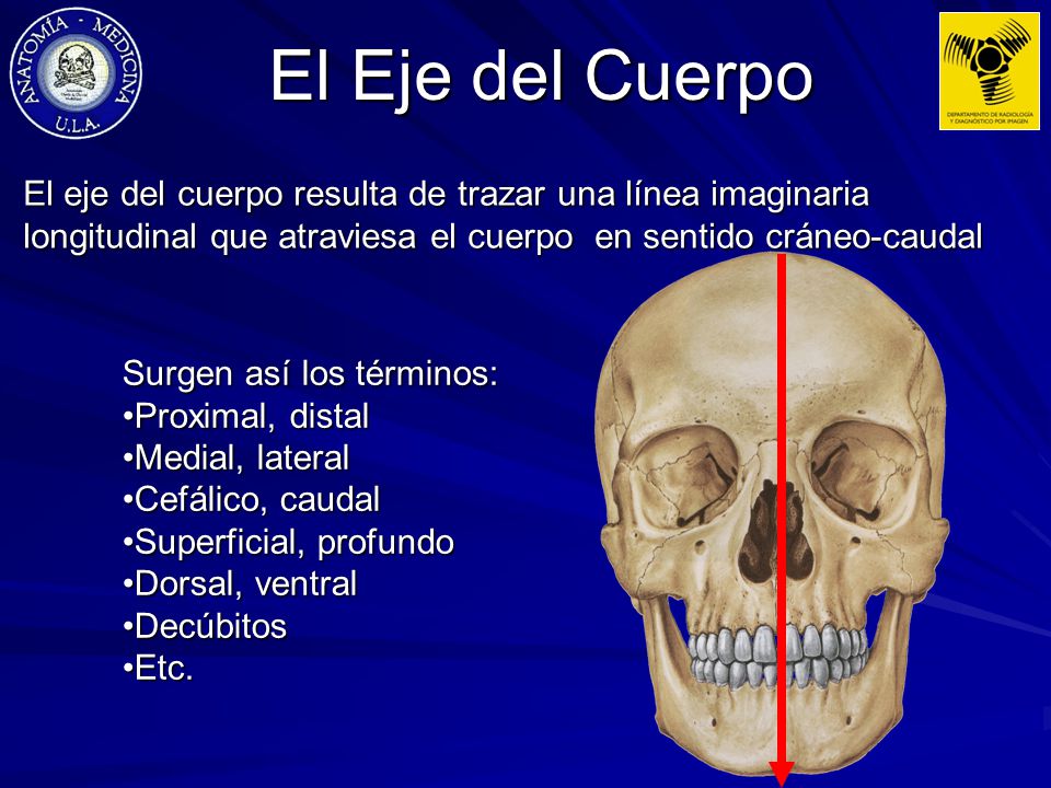 El Eje del Cuerpo El eje del cuerpo resulta de trazar una línea imaginaria longitudinal que atraviesa el cuerpo en sentido cráneo-caudal.