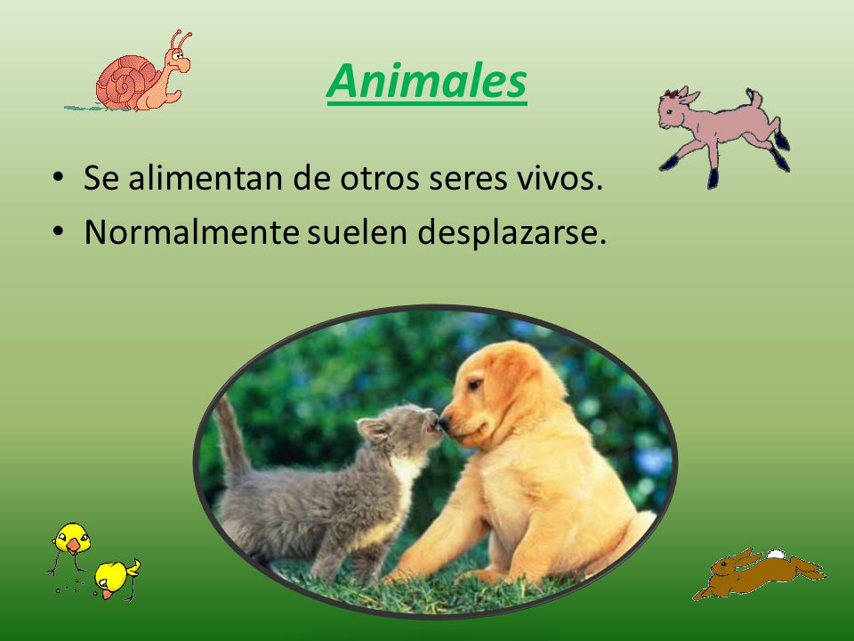 Animales Se alimentan de otros seres vivos.