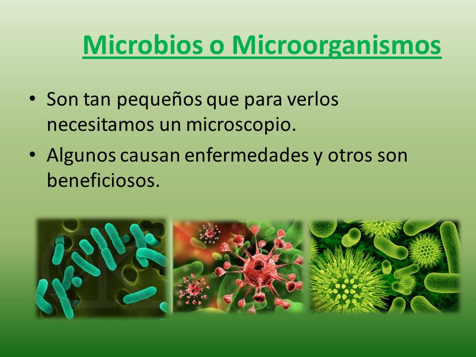 Microbios o Microorganismos