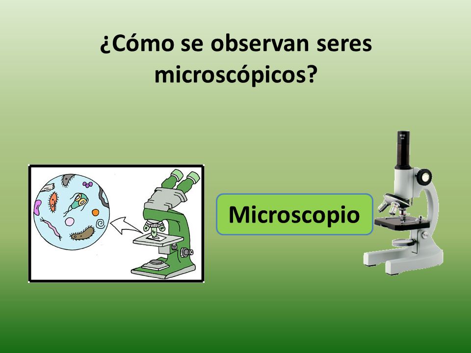 ¿Cómo se observan seres microscópicos