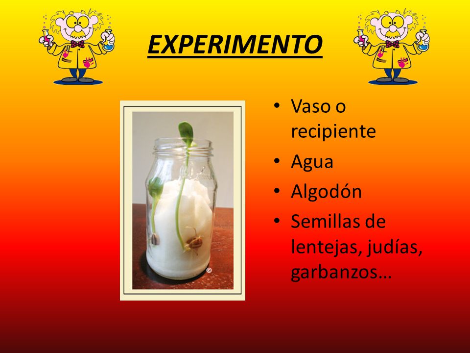 EXPERIMENTO Vaso o recipiente Agua Algodón
