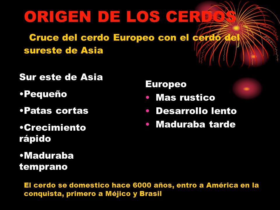 ORIGEN DE LOS CERDOS Cruce del cerdo Europeo con el cerdo del sureste de Asia