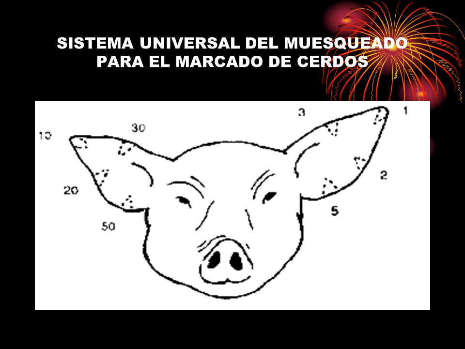 SISTEMA UNIVERSAL DEL MUESQUEADO PARA EL MARCADO DE CERDOS