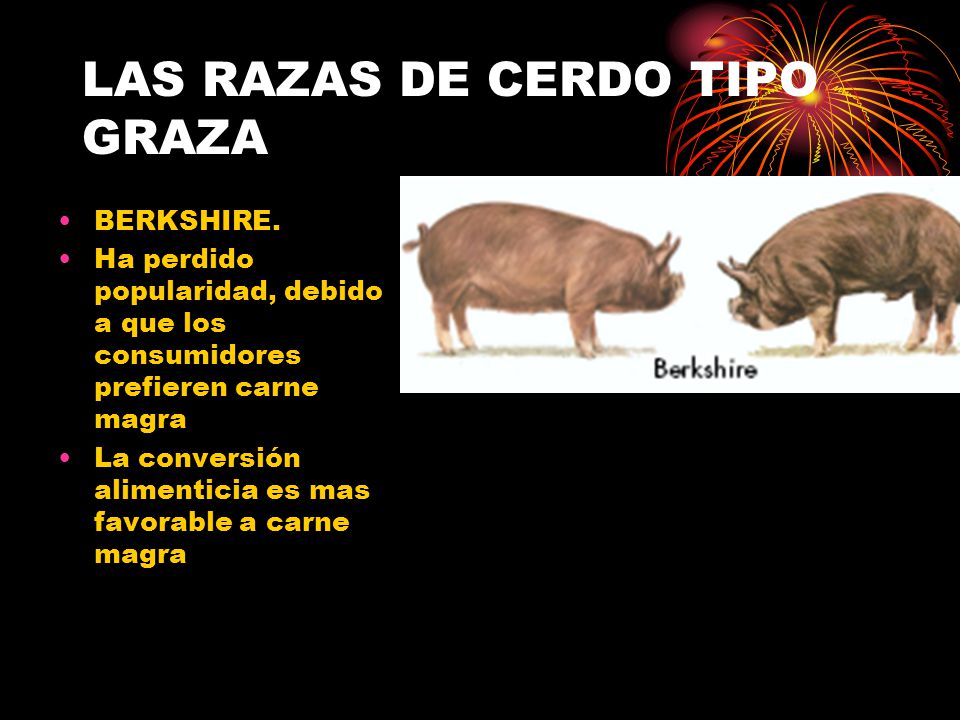 LAS RAZAS DE CERDO TIPO GRAZA