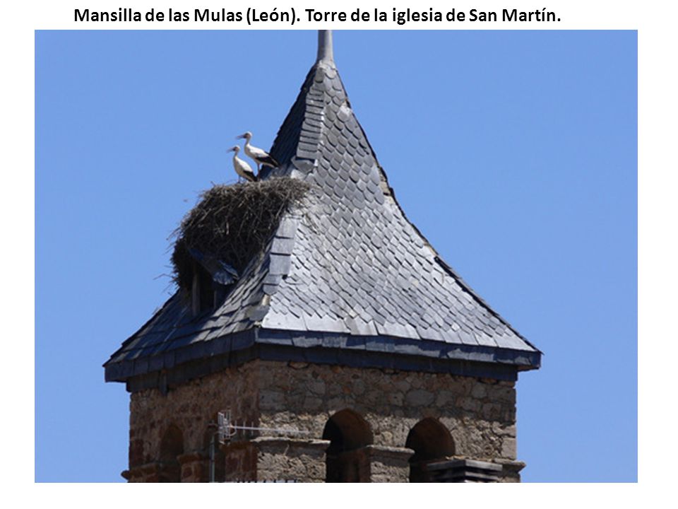 Mansilla de las Mulas (León). Torre de la iglesia de San Martín.