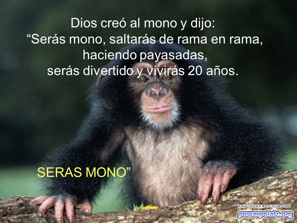 Dios creó al mono y dijo: Serás mono, saltarás de rama en rama,