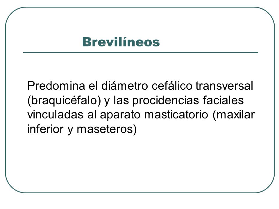 Brevilíneos