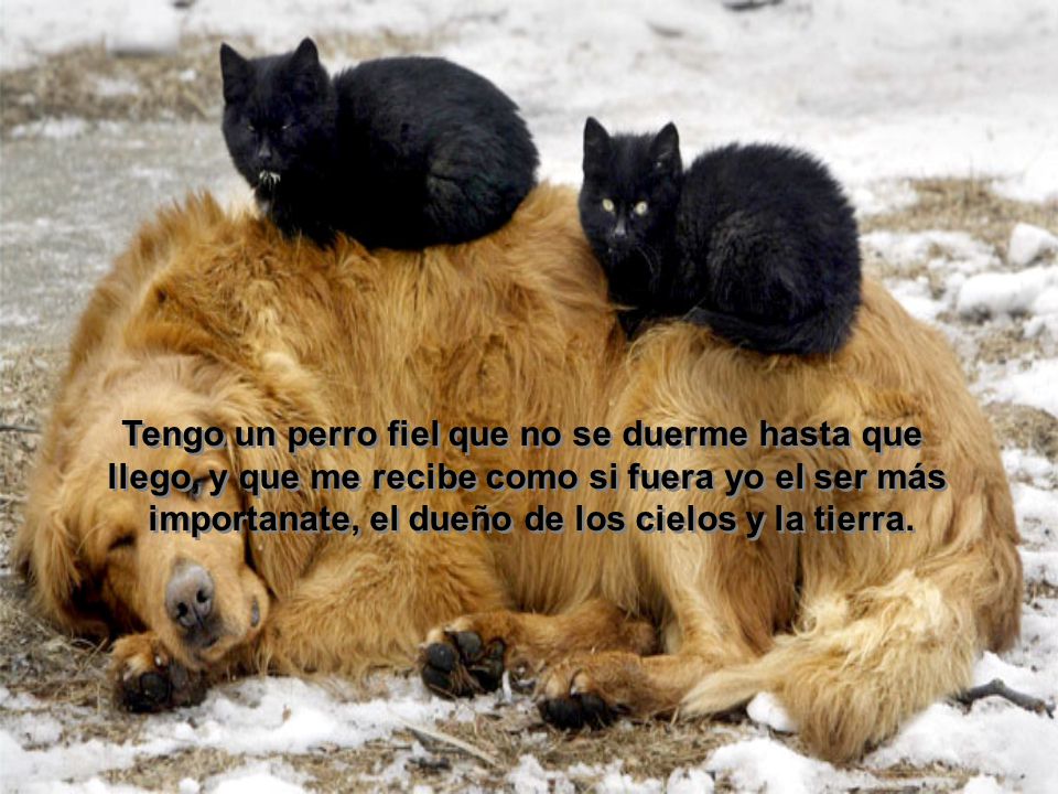 Tengo un perro fiel que no se duerme hasta que