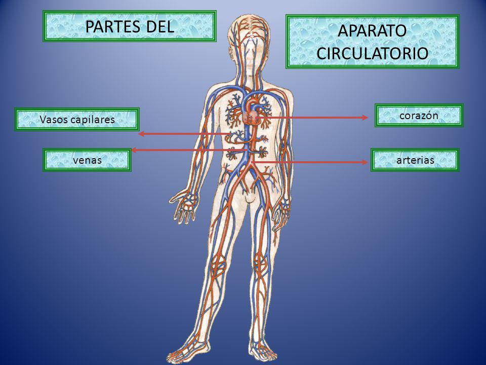 PARTES DEL APARATO CIRCULATORIO corazón Vasos capilares venas arterias