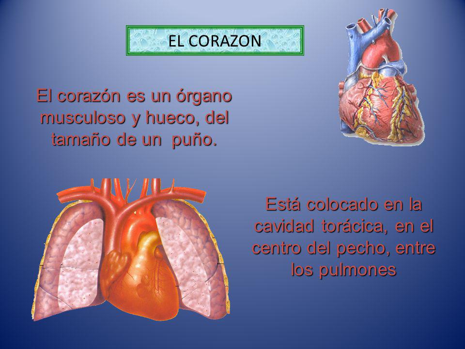 El corazón es un órgano musculoso y hueco, del tamaño de un puño.