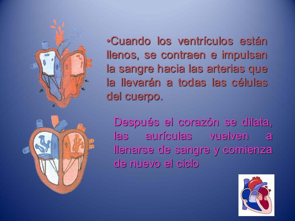 Cuando los ventrículos están llenos, se contraen e impulsan la sangre hacia las arterias que la llevarán a todas las células del cuerpo.