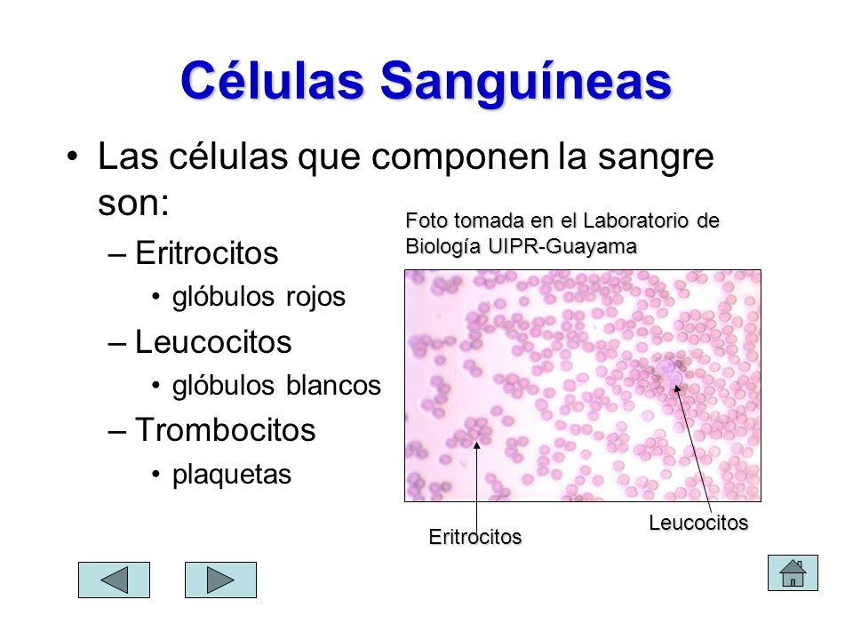 Células Sanguíneas Las células que componen la sangre son: Eritrocitos