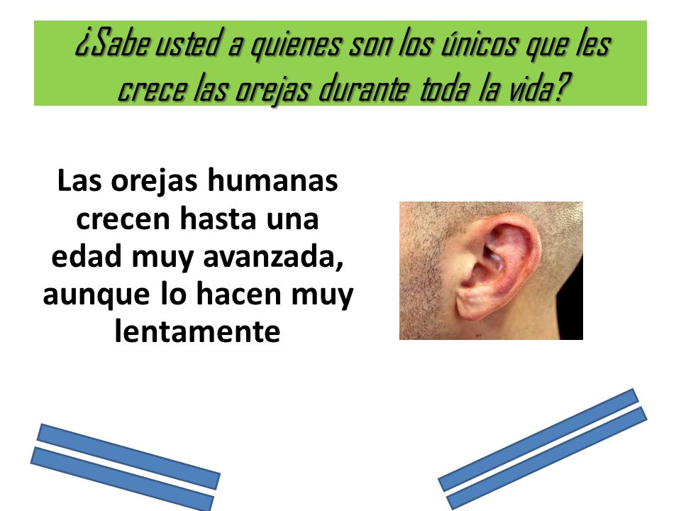 ¿Sabe usted a quienes son los únicos que les crece las orejas durante toda la vida