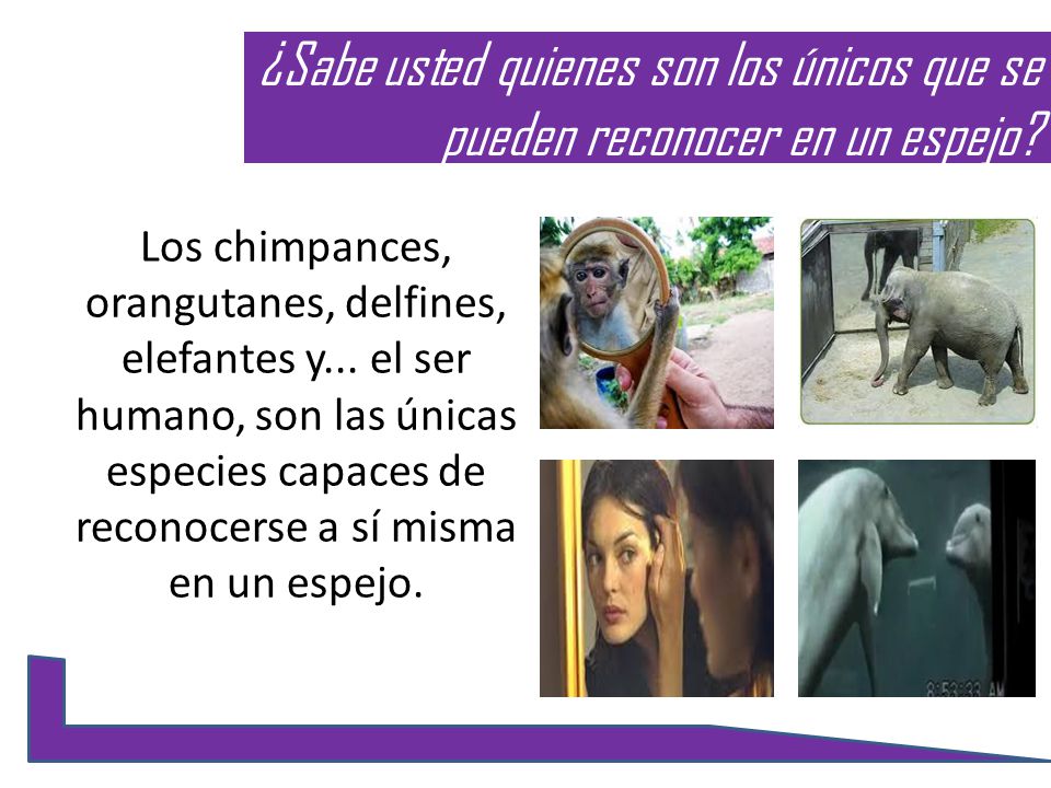 ¿Sabe usted quienes son los únicos que se pueden reconocer en un espejo