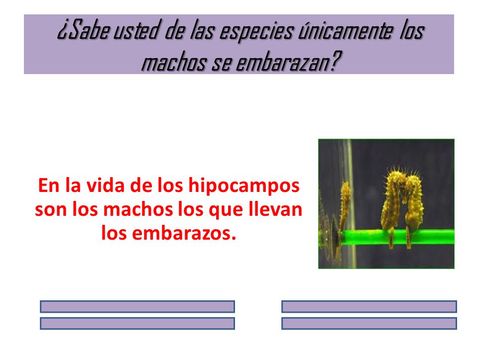 ¿Sabe usted de las especies únicamente los machos se embarazan