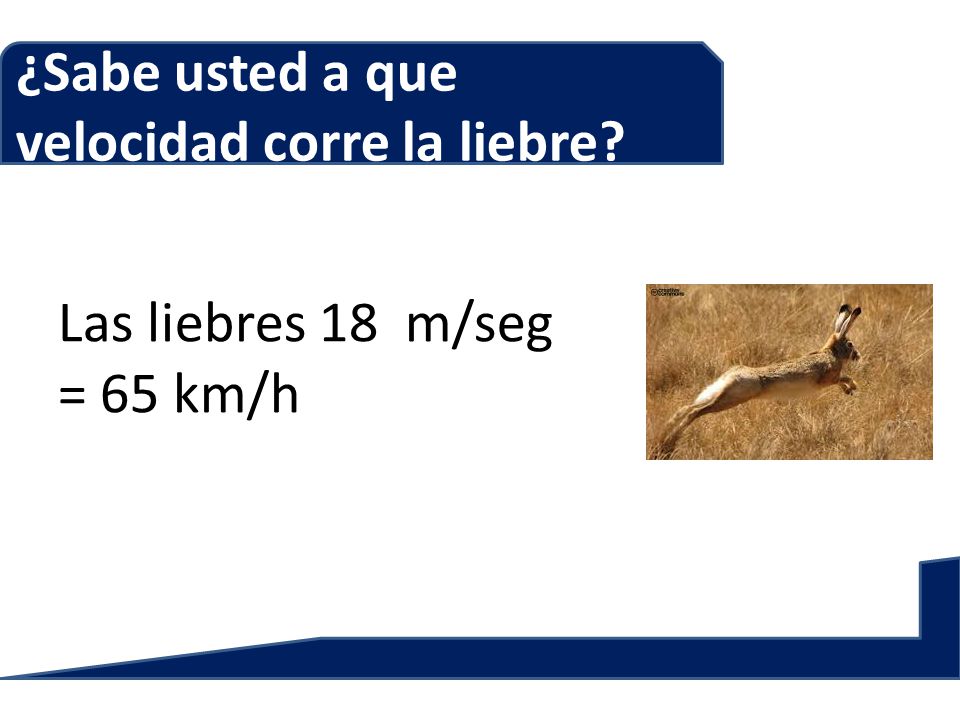 ¿Sabe usted a que velocidad corre la liebre