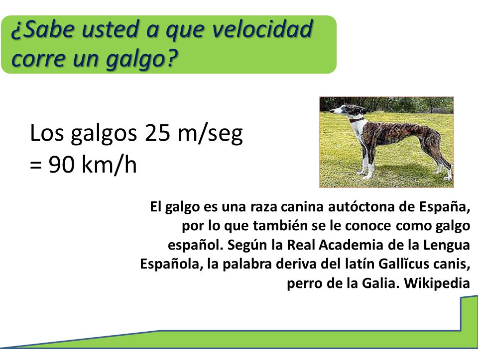 ¿Sabe usted a que velocidad corre un galgo