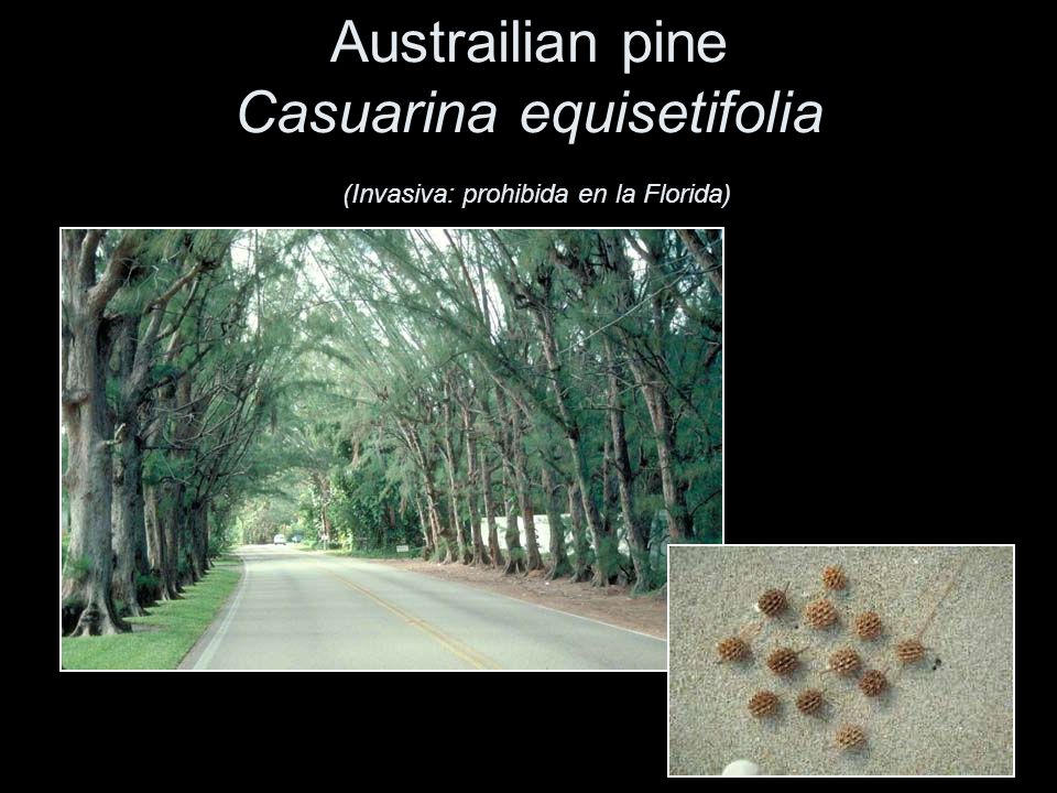 Austrailian pine Casuarina equisetifolia (Invasiva: prohibida en la Florida)