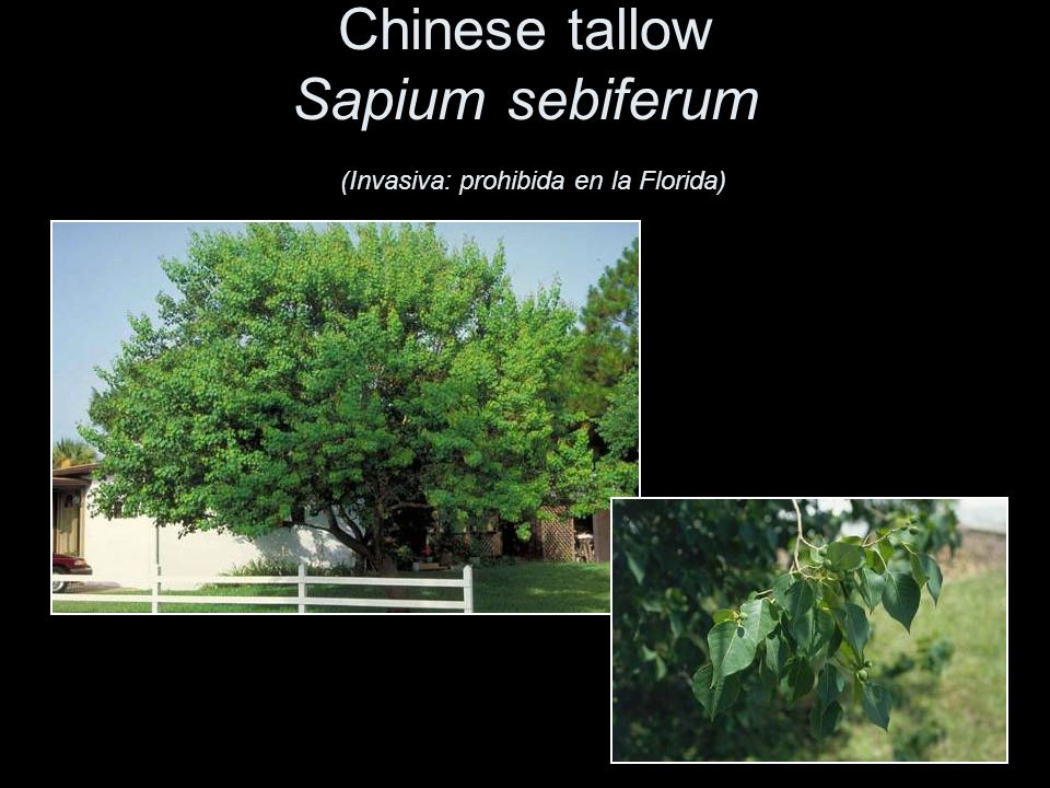 Chinese tallow Sapium sebiferum (Invasiva: prohibida en la Florida)
