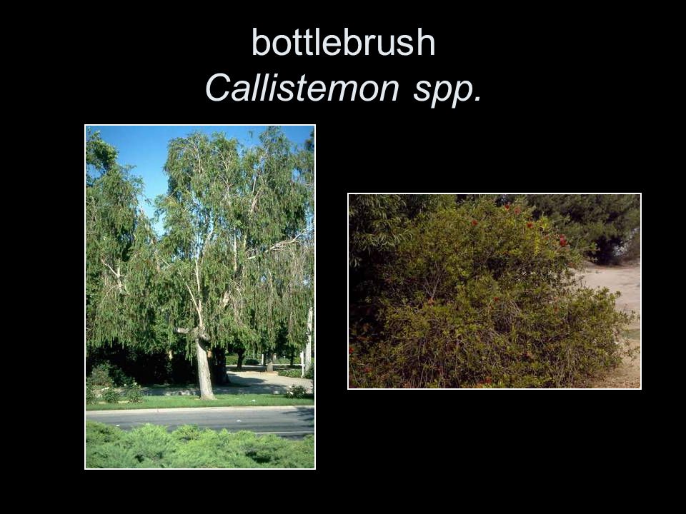 bottlebrush Callistemon spp.