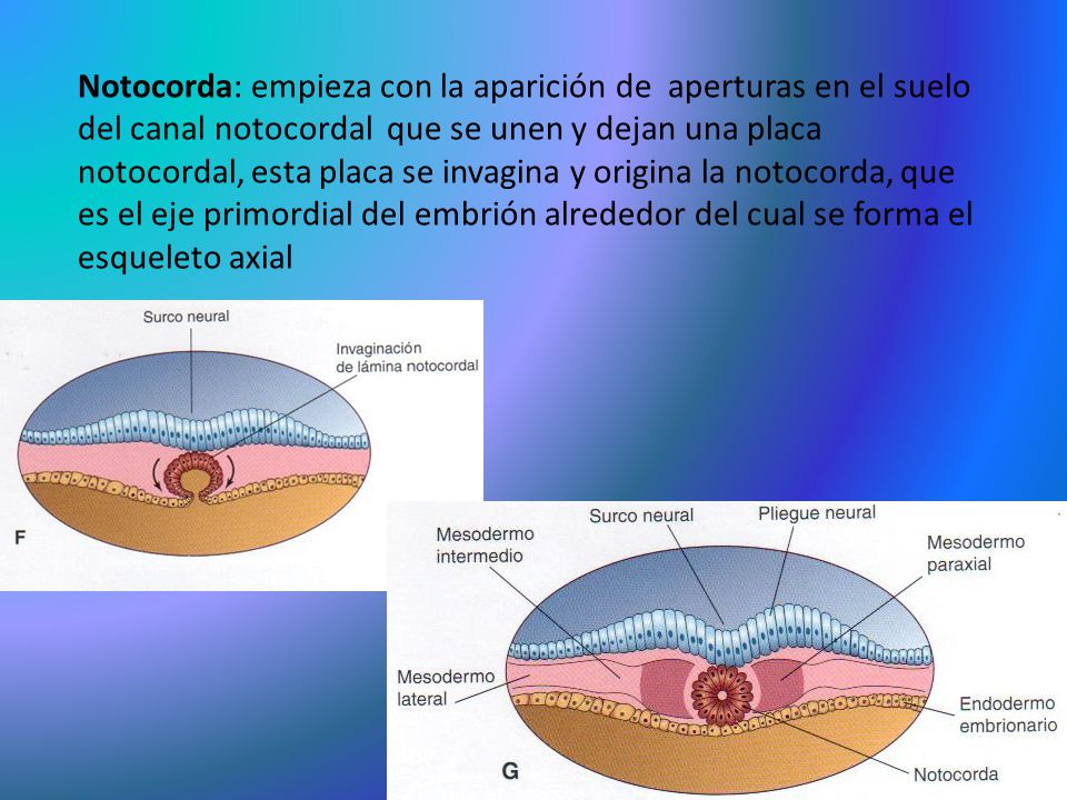Notocorda: empieza con la aparición de aperturas en el suelo del canal notocordal que se unen y dejan una placa notocordal, esta placa se invagina y origina la notocorda, que es el eje primordial del embrión alrededor del cual se forma el esqueleto axial