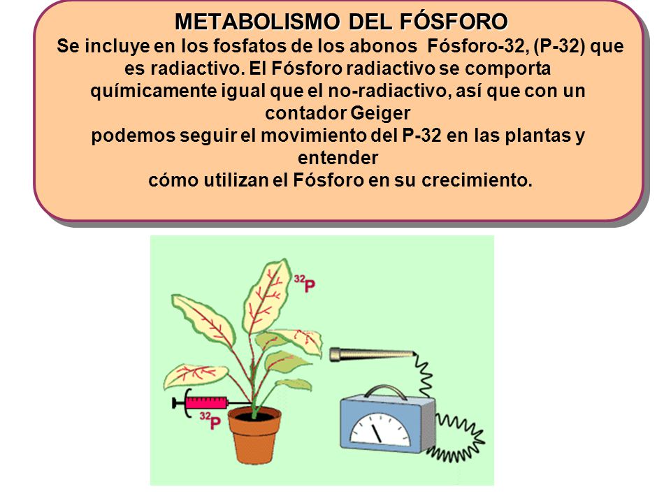 METABOLISMO DEL FÓSFORO Se incluye en los fosfatos de los abonos Fósforo-32, (P-32) que es radiactivo.