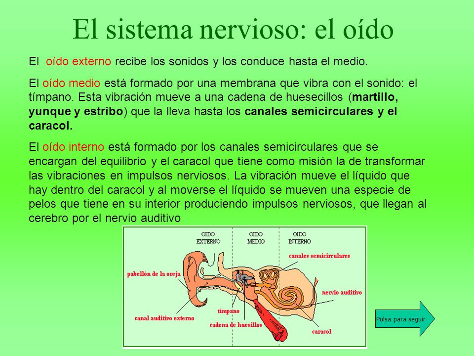 El sistema nervioso: el oído