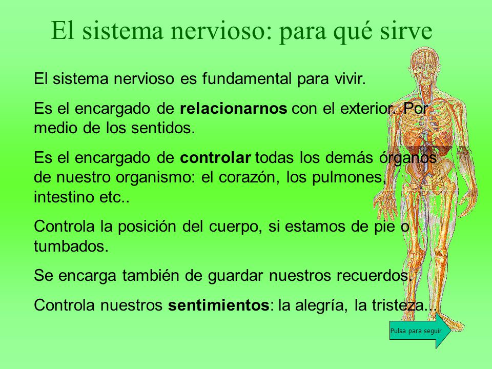 El sistema nervioso: para qué sirve