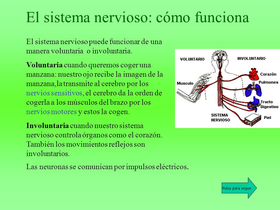 El sistema nervioso: cómo funciona