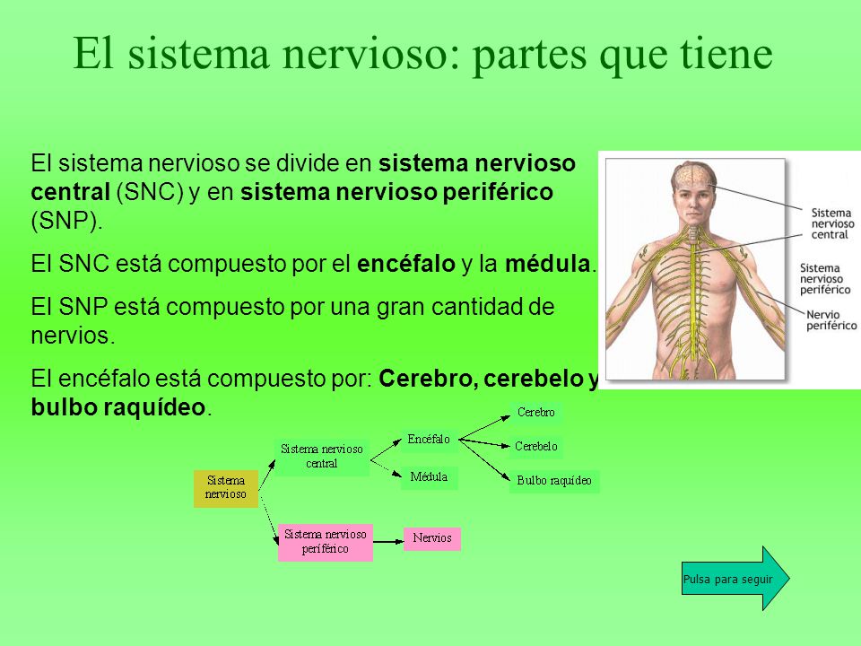 El sistema nervioso: partes que tiene