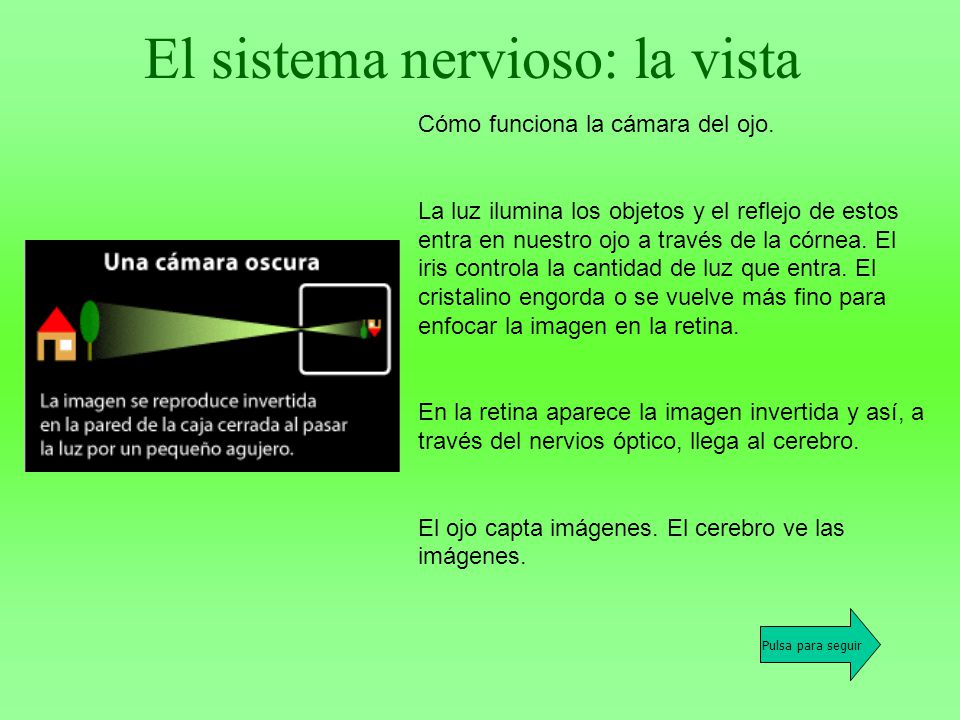 El sistema nervioso: la vista