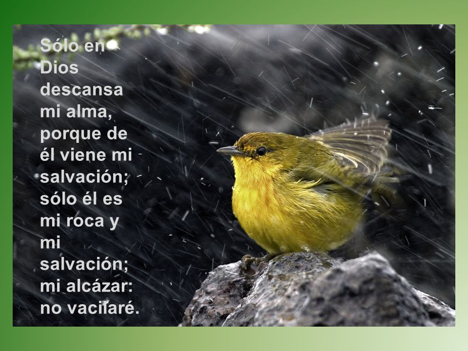 Sólo en Dios descansa mi alma, porque de él viene mi salvación; sólo él es mi roca y mi salvación; mi alcázar: no vacilaré.