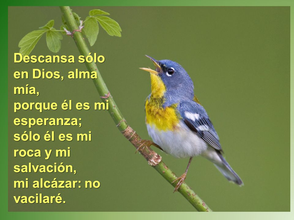 Descansa sólo en Dios, alma mía, porque él es mi esperanza; sólo él es mi roca y mi salvación, mi alcázar: no vacilaré.
