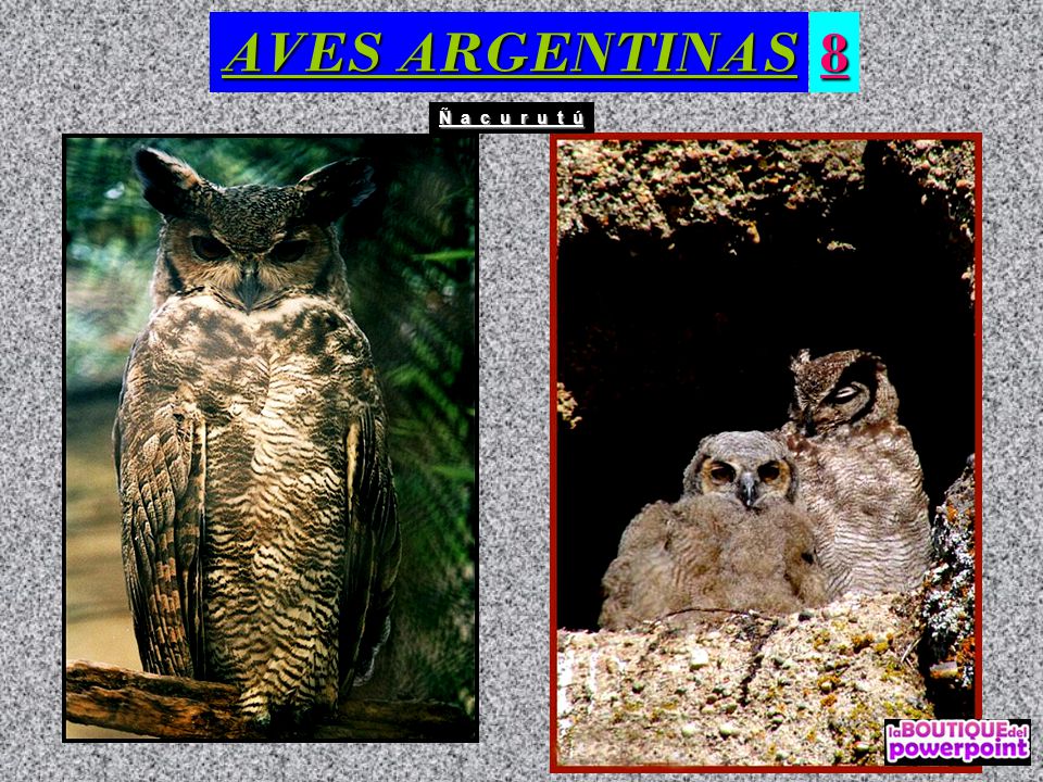 AVES ARGENTINAS 8 Ñ a c u r u t ú