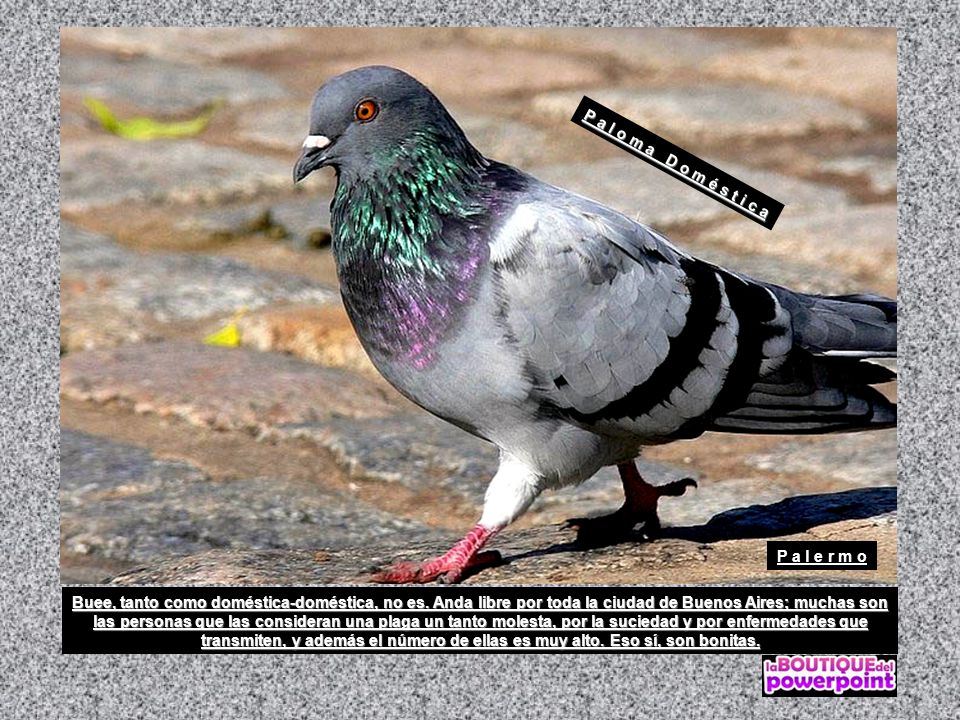 P a l o m a D o m é s t i c a P a l e r m o.