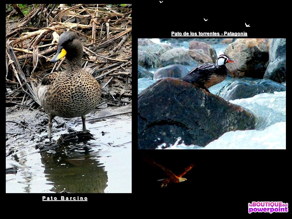Pato de los torrentes - Patagonia