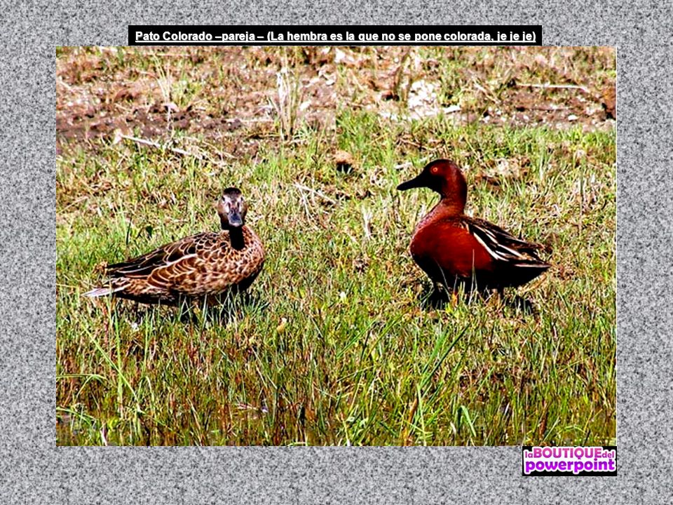 Pato Colorado –pareja – (La hembra es la que no se pone colorada, je je je)
