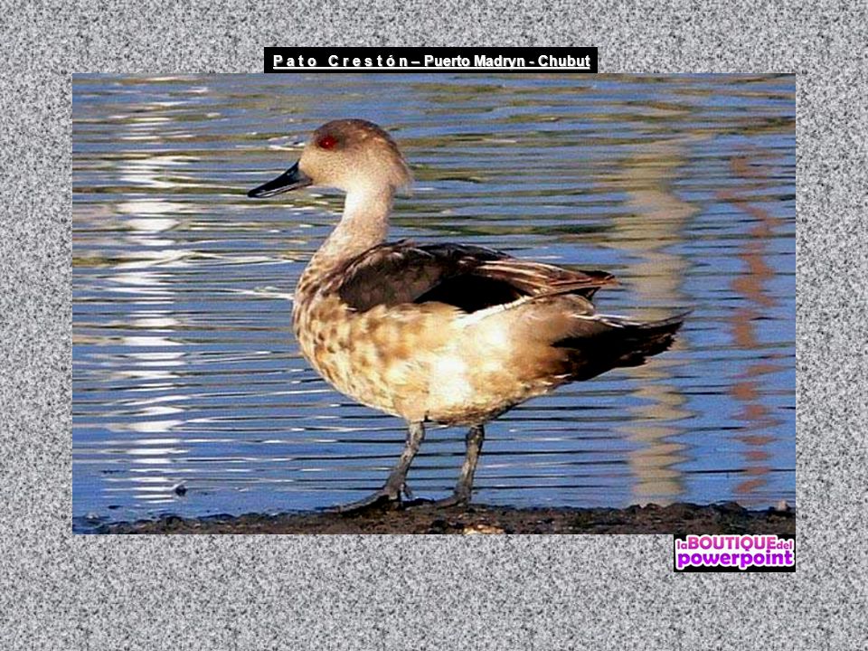P a t o C r e s t ó n – Puerto Madryn - Chubut