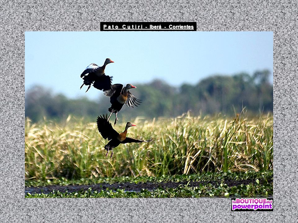 P a t o C u t i r í - Iberá - Corrientes