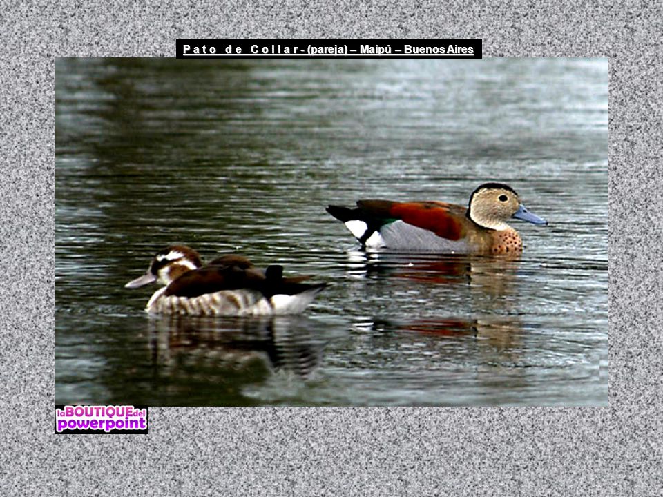 P a t o d e C o l l a r - (pareja) – Maipú – Buenos Aires