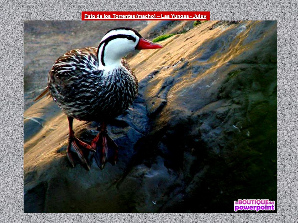 Pato de los Torrentes (macho) – Las Yungas - Jujuy